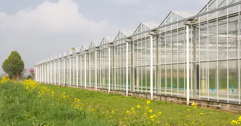 Greenhouse Skala Besar